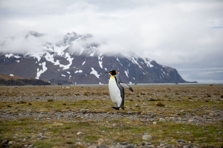Penguin on landscape