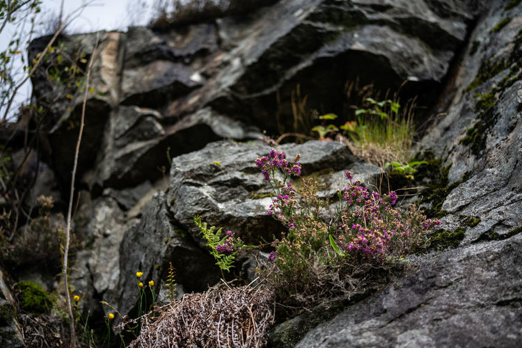 Close-up of flowering plants growing on rocks