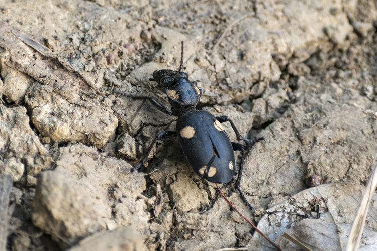 Dead titanus giganteus beetle, subfamily scarabaeinae- also called dung chafer or tumblebug. 