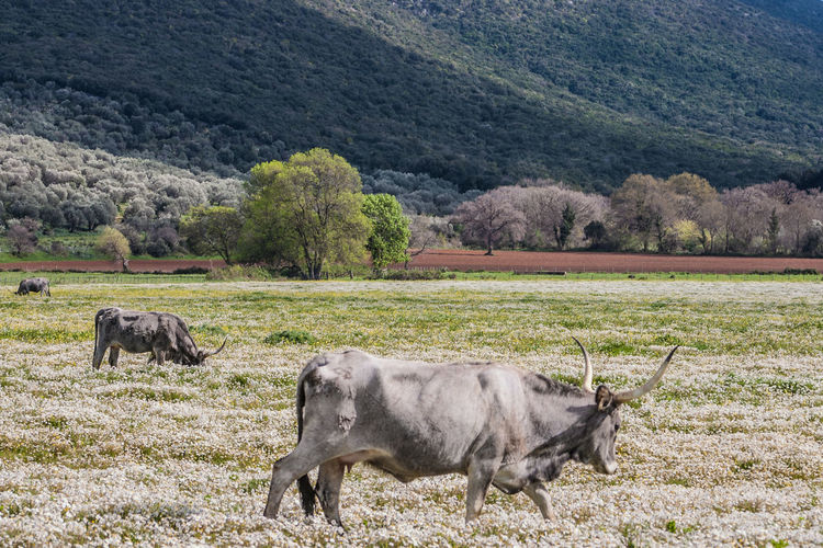 Buffalo on field against mountain