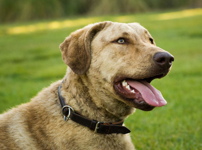 Close-up of chesapeake bay retriever