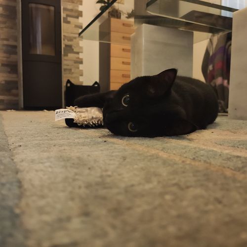 Portrait of black cat lying on floor at home