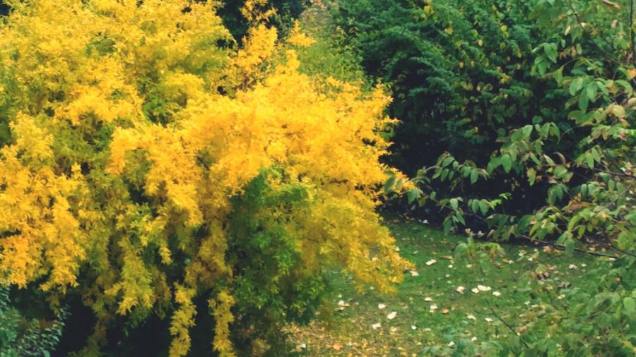 Close-up of yellow plants in forest
