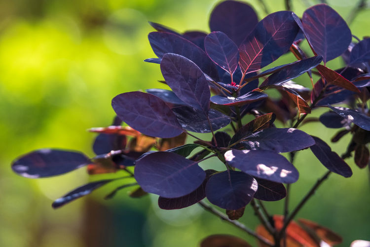 Close-up of purple flowering plant leaves