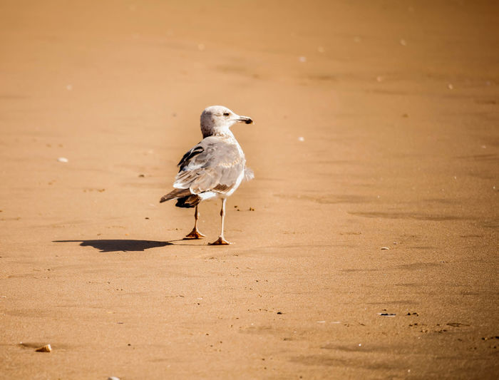 Seagull perching on a sand