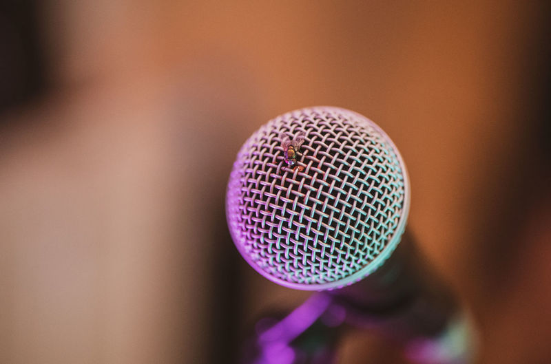 Close-up of insect on microphone