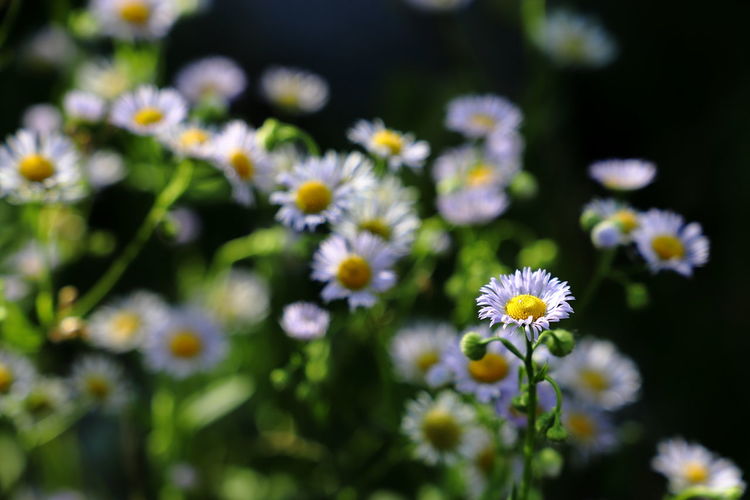 Close up of annual fleabane flower.