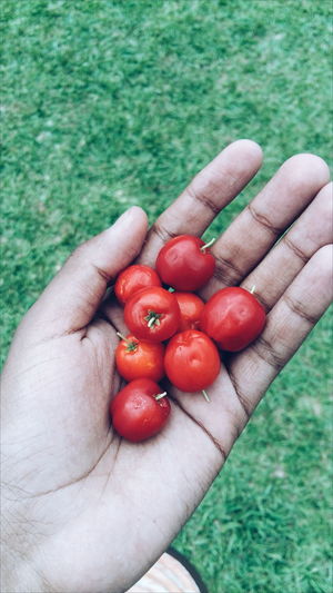 Cropped hand holding cherry tomatoes on field