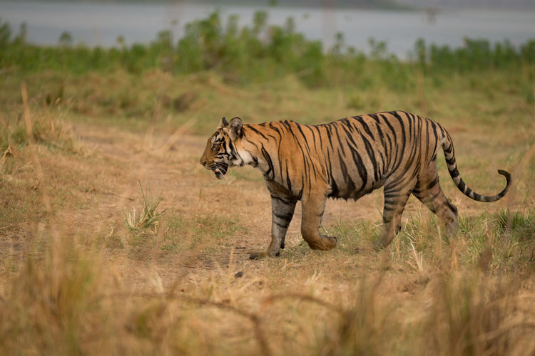 Side view of tiger in the wild