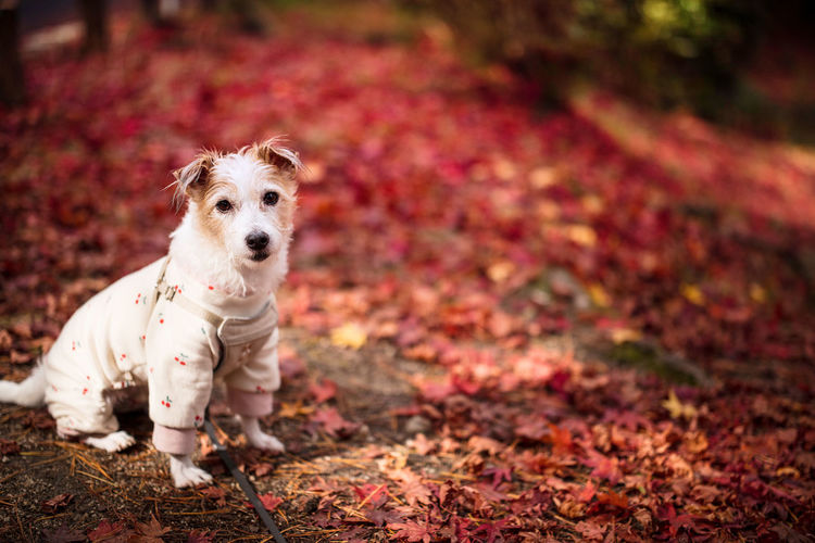 Portrait of a dog