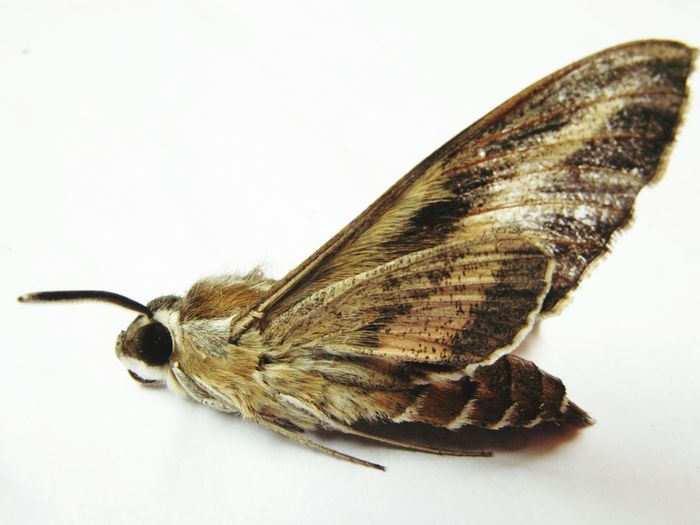 Close-up of over white background