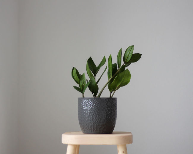 Close-up of potted plant against white wall