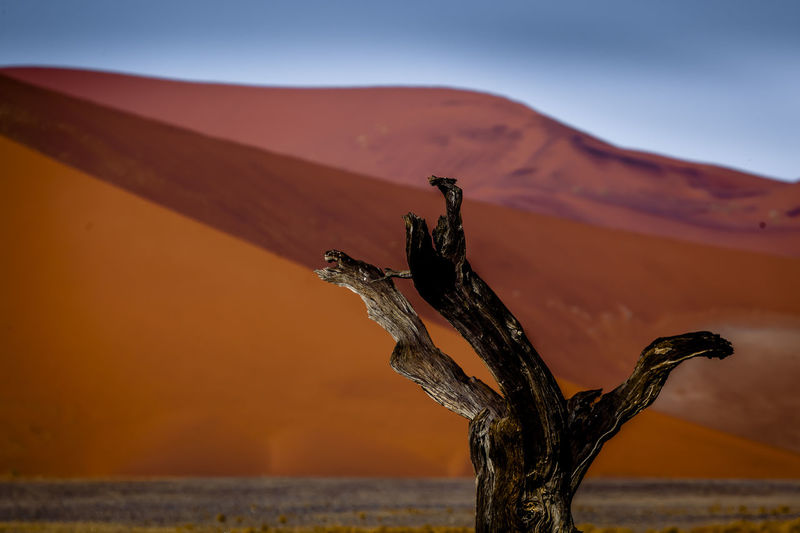 Bare tree against sand dune at desert