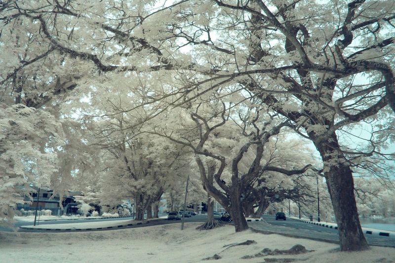 Trees on snow covered tree