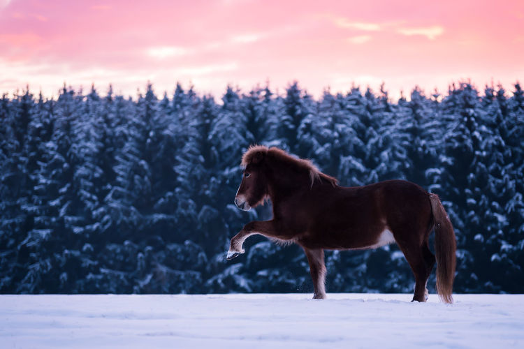 Icelandic horse on snow covered land