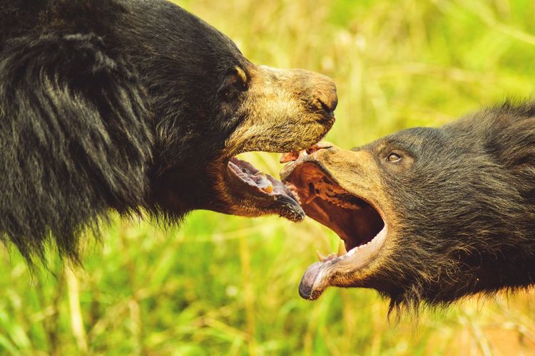 Close-up of bears fighting on grassy field