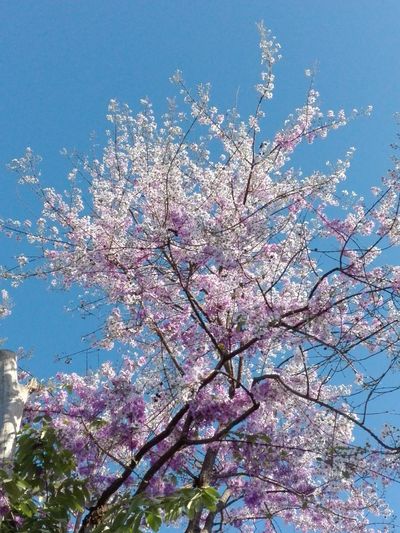 Low angle view of cherry blossoms in spring against sky