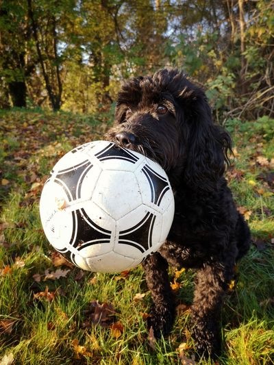 View of a dog ball on field