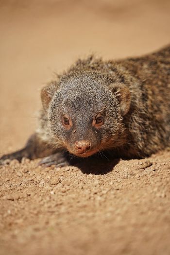 animal