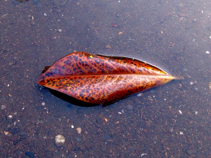 Rusty leaf