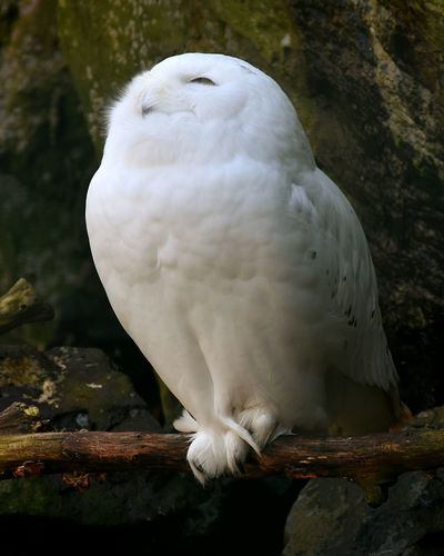 Snowy owl perching on stick