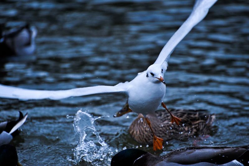 Close-up of seagull landing on water in sea