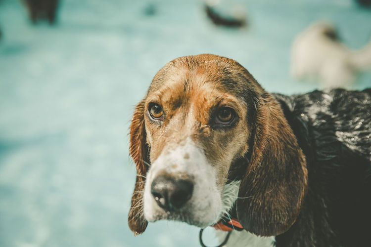 Close-up of wet beagle