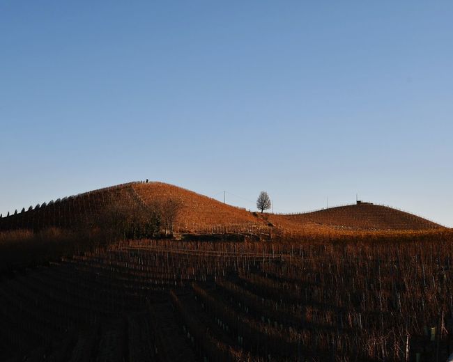 Scenic view of vineyard hills in autumn, langhe region, unesco w.h. site, piedmont, italy
