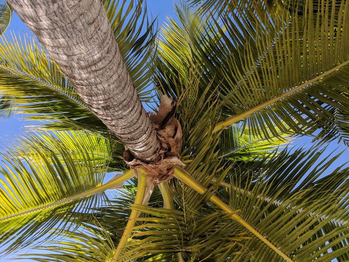 Directly below shot of palm tree