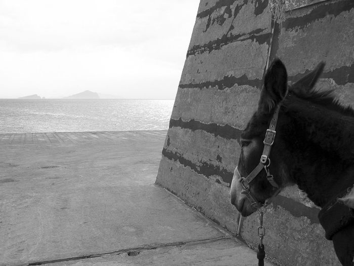 Donkey standing by wall