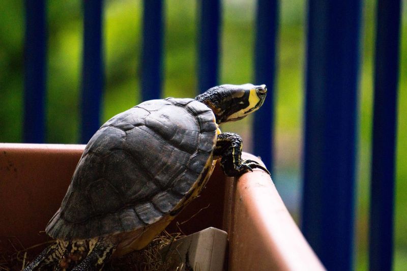 Close-up of a turtle looking outside of its habitat 