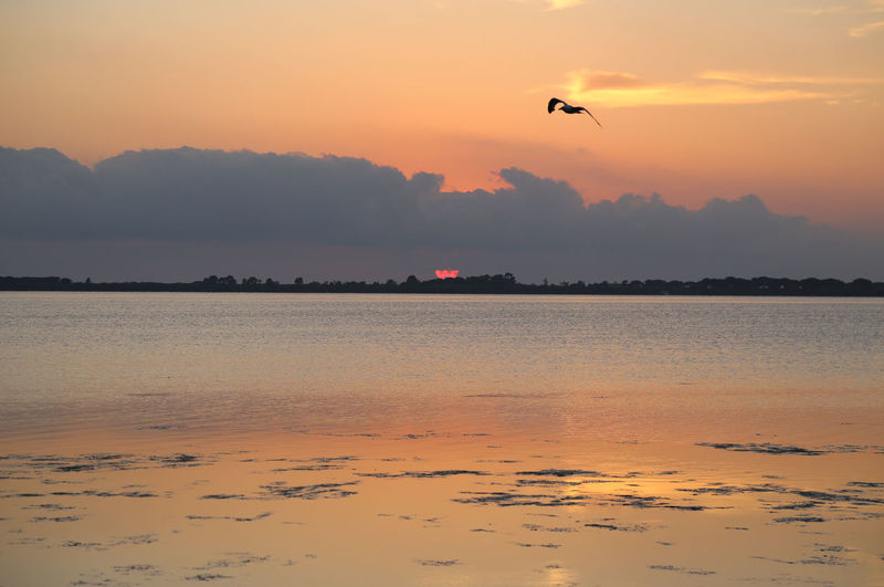 Silhouette bird flying over seascape against sky during sunset
