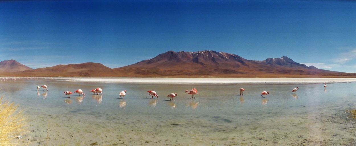 Panoramic view of flamingoes in lake by mountains against blue sky