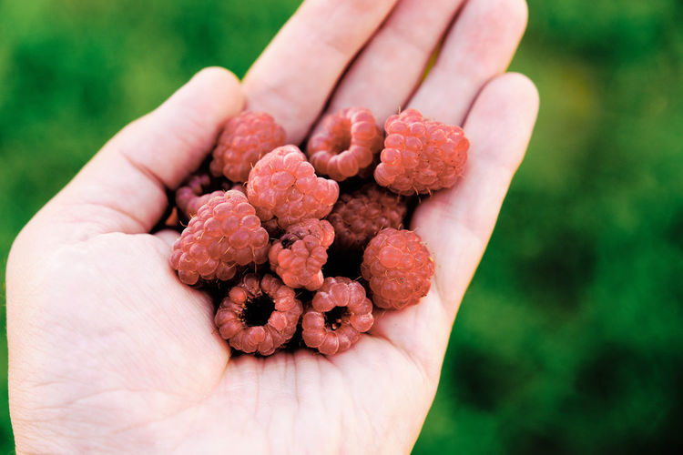 Close-up of person holding raspberries in hand