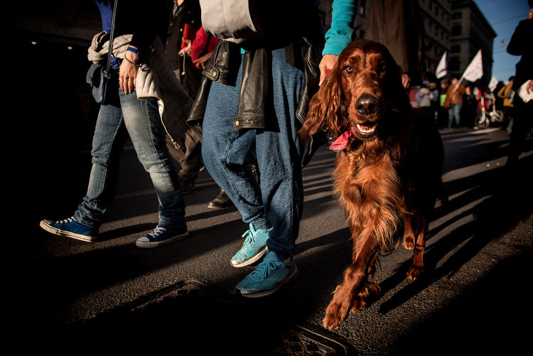 Portrait of dog walking by people on street in city