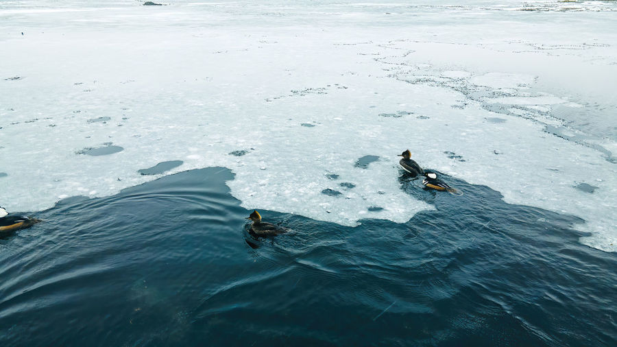 An icy pond with wood ducks swimming through the ice