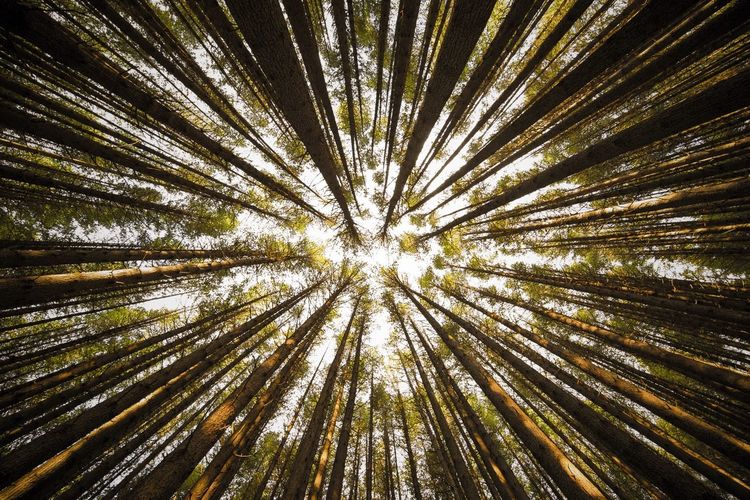 Full frame shot of trees in forest