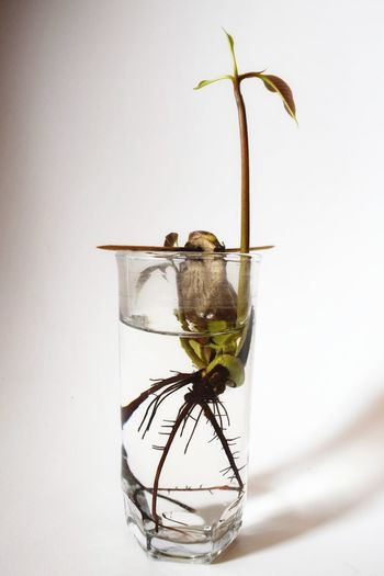 Close-up of glass vase against white background