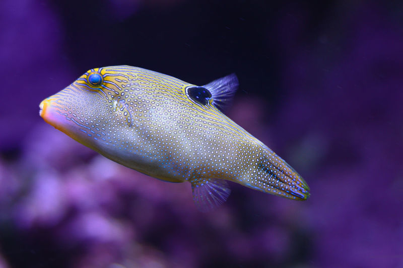 Spotted sharpnose puffer