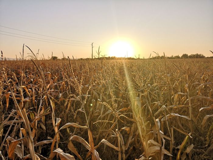 Scenic view of field against sky at sunset
