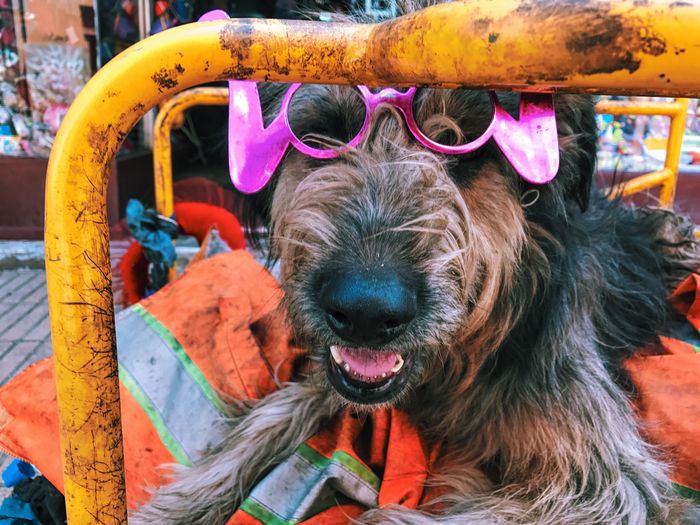 Close-up of dog