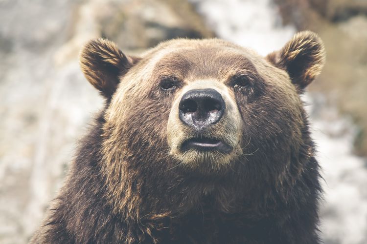 Close-up portrait of bear