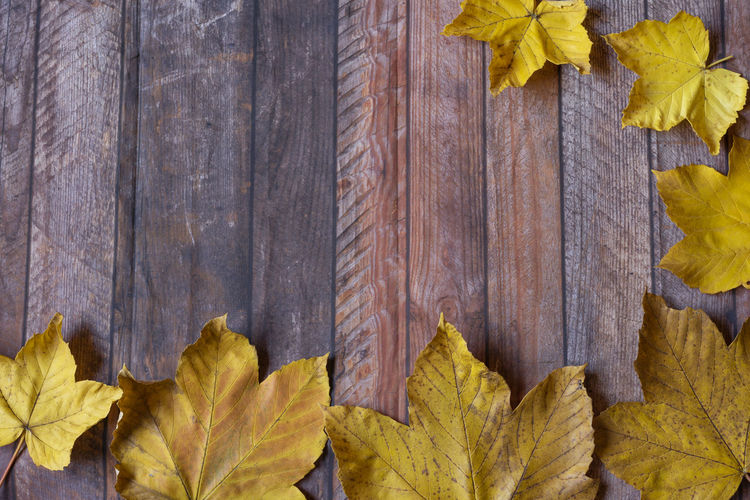 Directly above shot of autumn leaves on wood