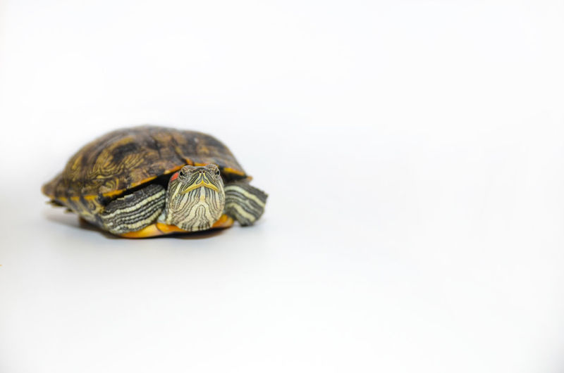 Close-up of turtle against white background