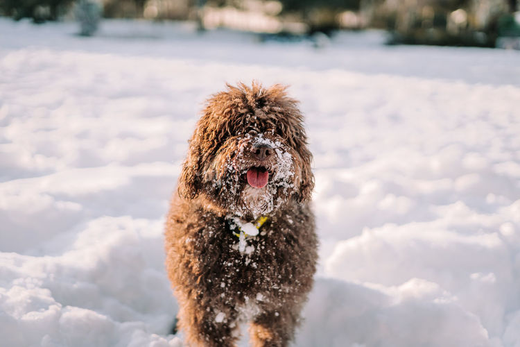 Dog in snow on field during winter
