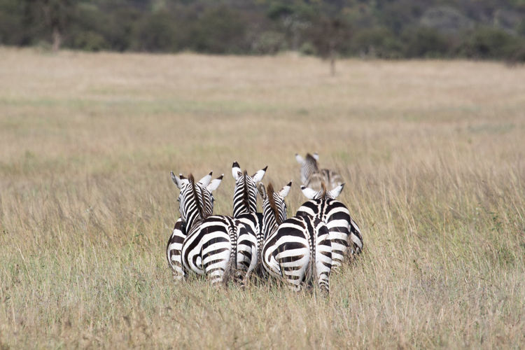 Zebras walking on field