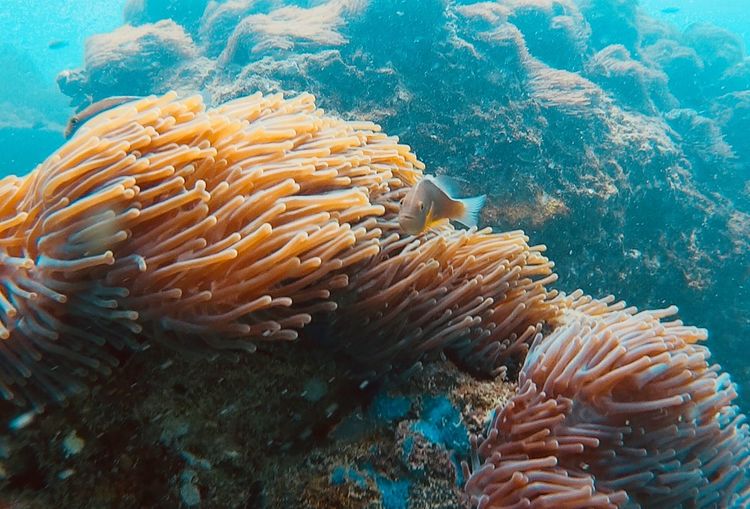 Coral reef langkawi