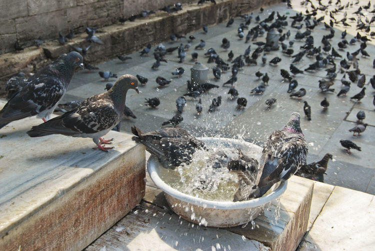View of birds drinking water