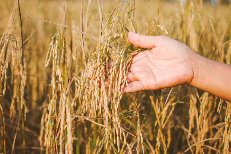 Cropped hand of person holding cereal plants on field