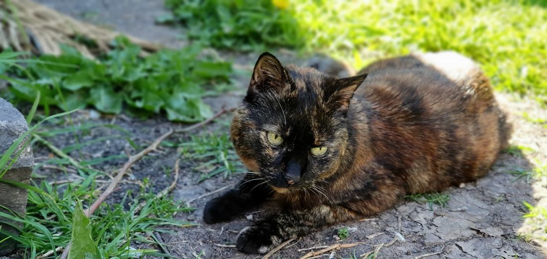 Cat relaxing on field